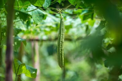 Luffa: how to grow, harvest & use the sponge gourd
