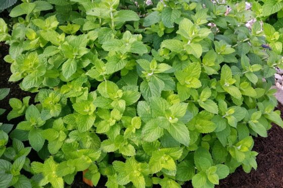 Apple mint: growing, care & uses