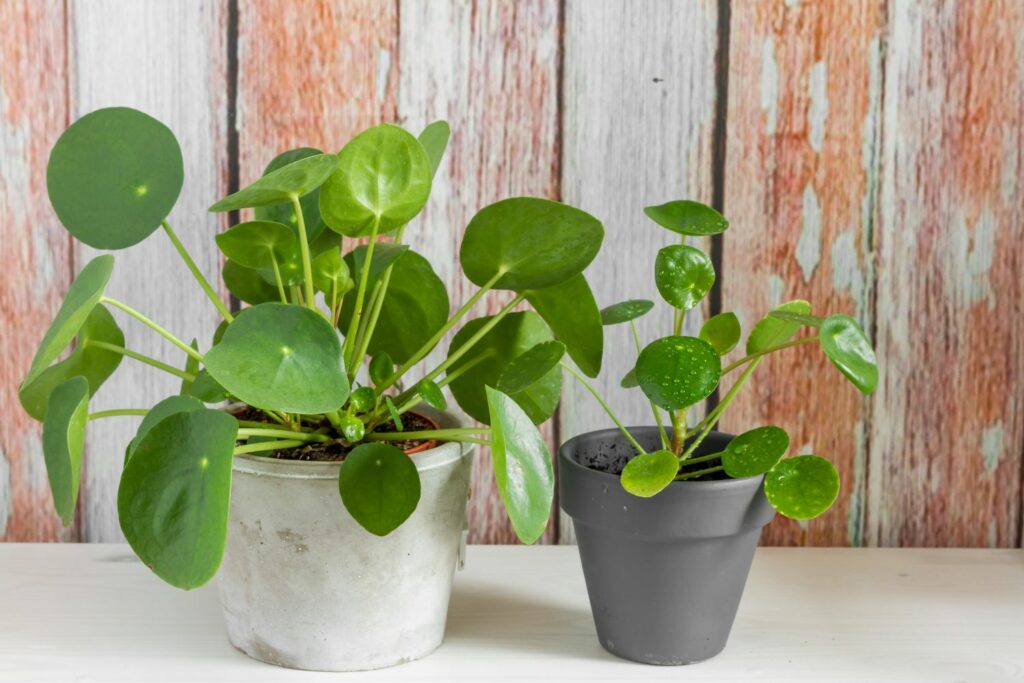 Two missionary plants in pots