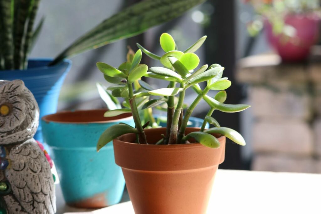 Small jade plant in a pot