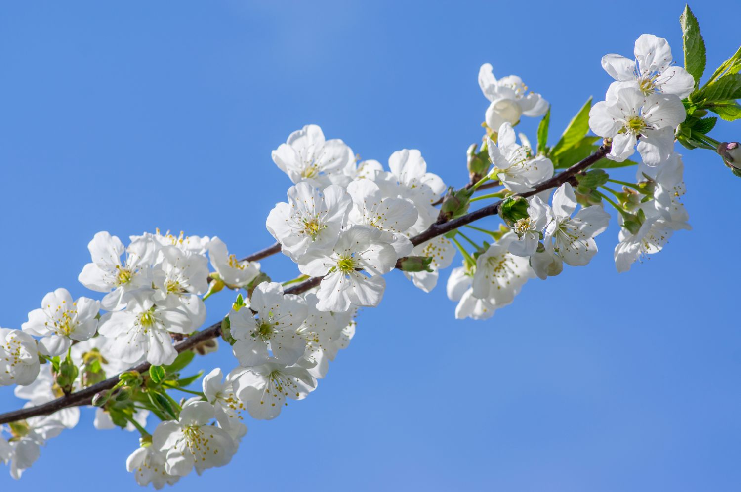 Monoecious, dioecious and hermaphoriditic plants Plantura