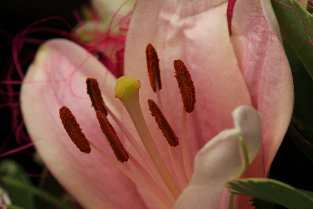 hermaphrodite flower with pink petals