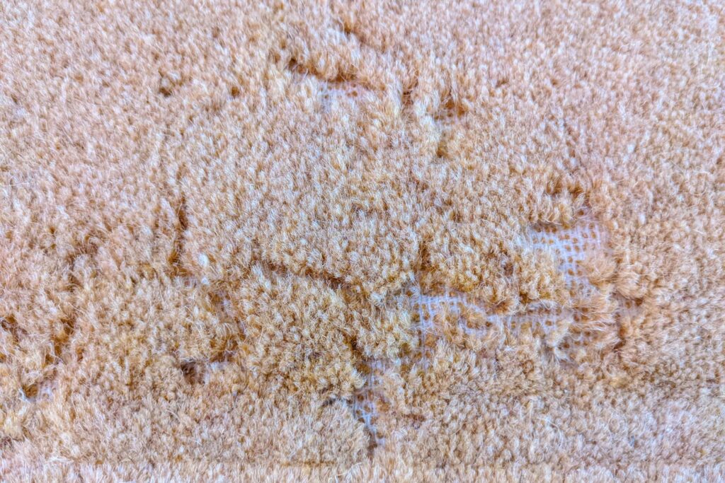 feeding marks from carpet moth