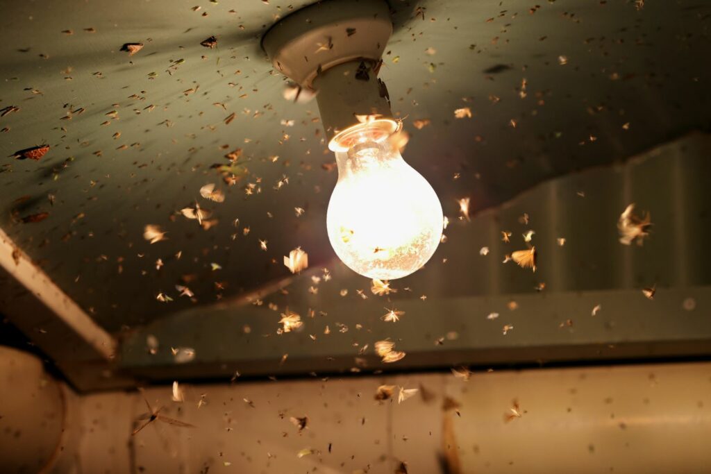 moths flying around light bulb