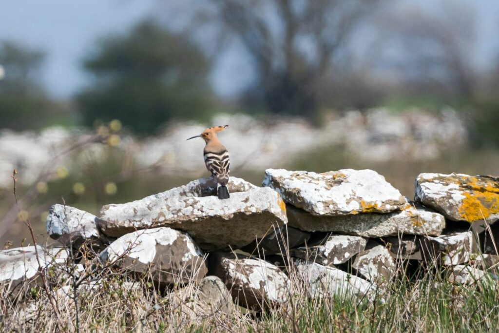 A bird sat on a natural stone wall