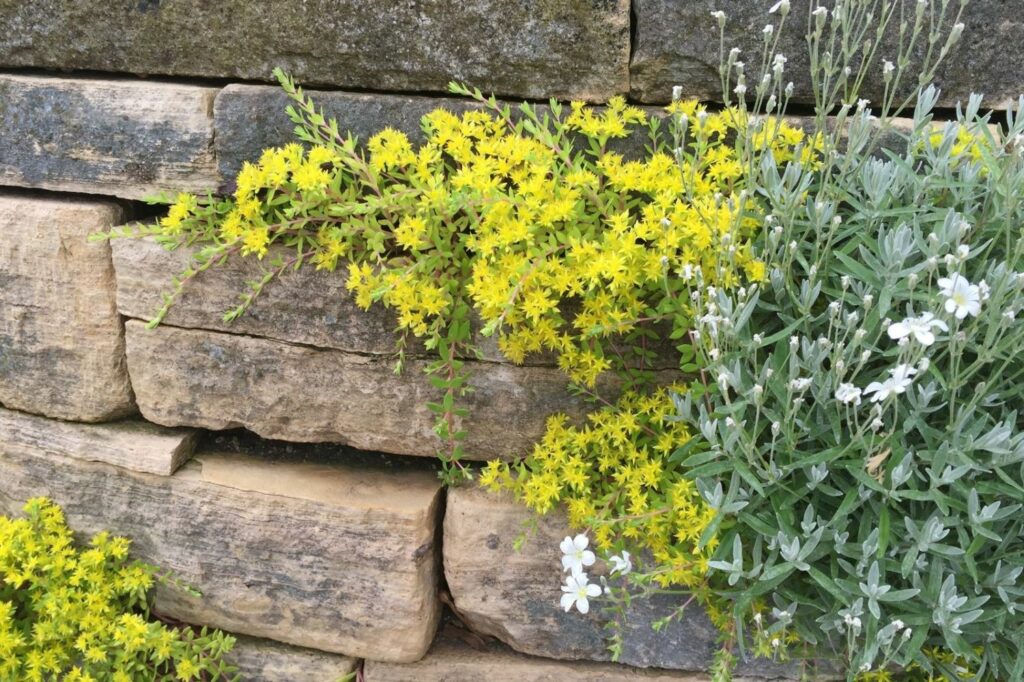 Natural stone wall with yellow flowering plant