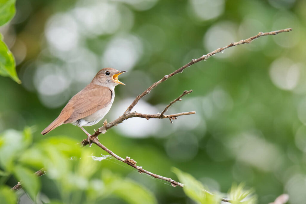 nightingale perched on a branch