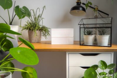 Office plants: 10 low-maintenance plants for the office