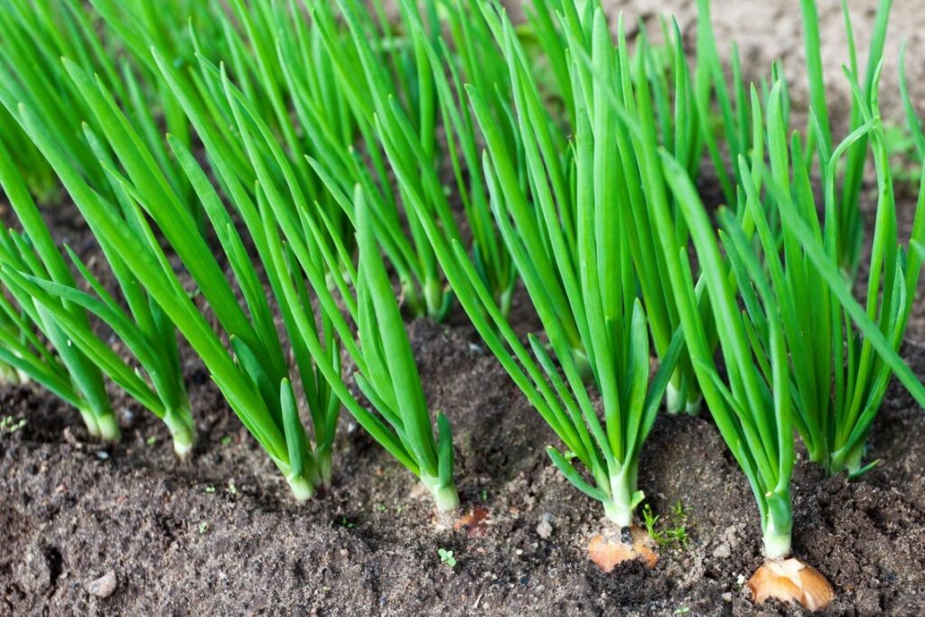 young onion plants