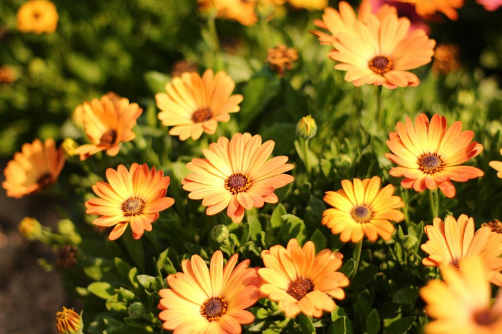 daisies: care cultivation - Plantura
