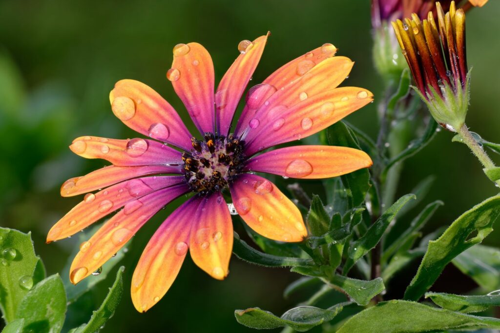 Close-up of Osteospermum 'Purple Sun' flower