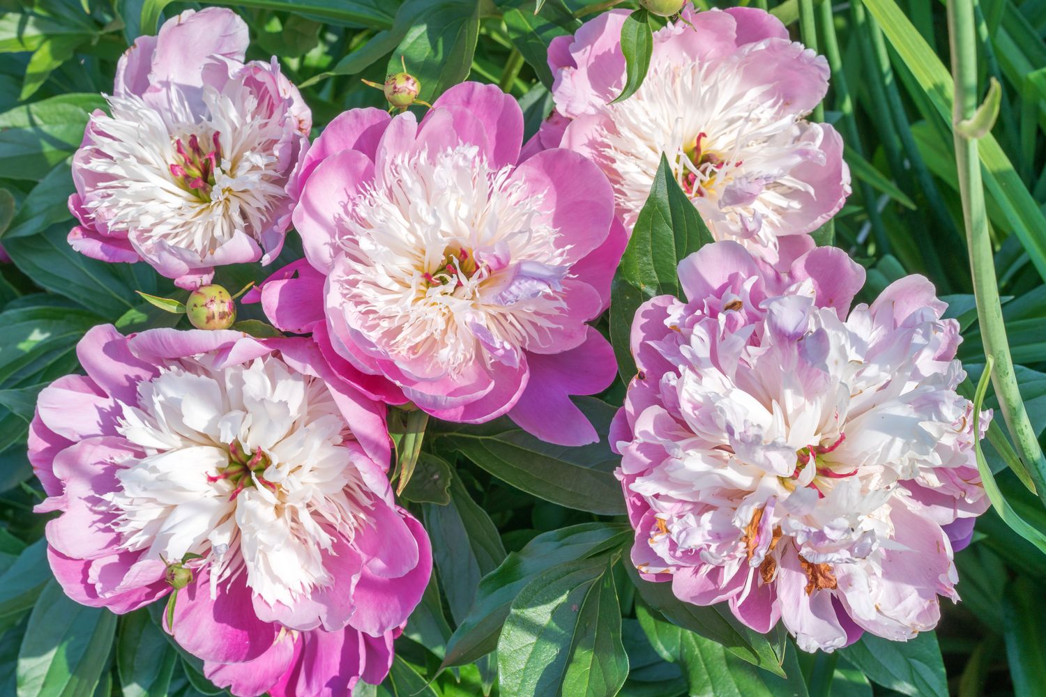 Types Of Peonies: The Best Peony Varieties - Plantura