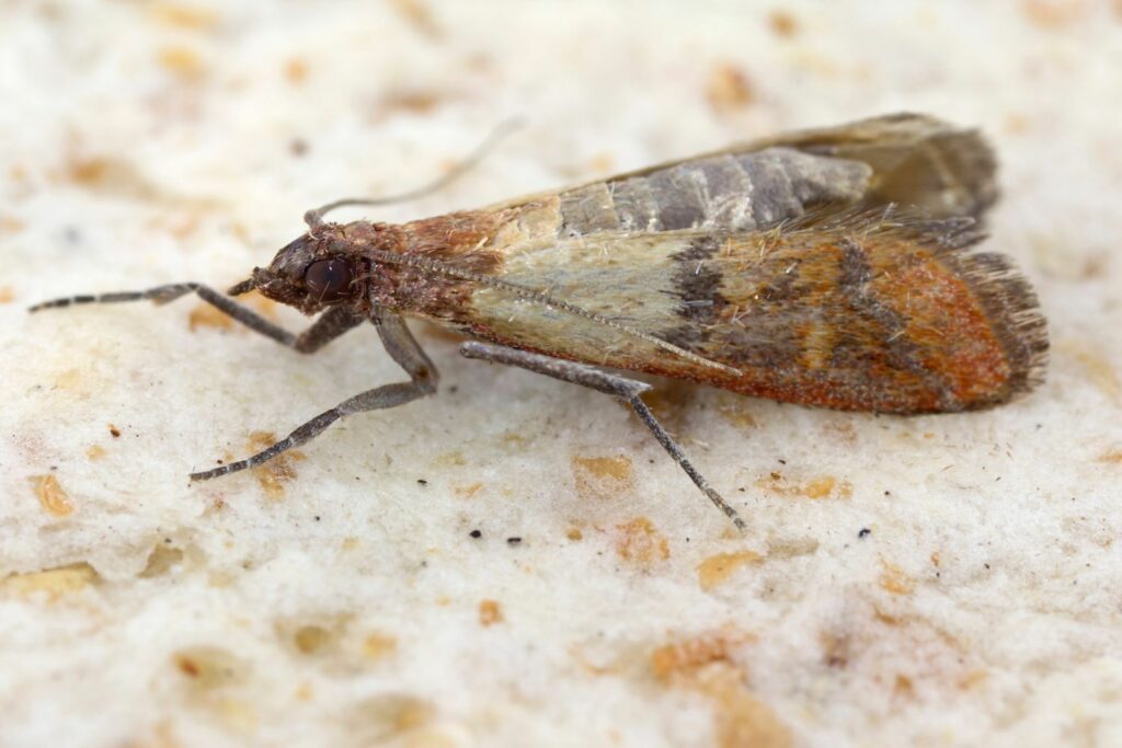 Weevil moth on bread