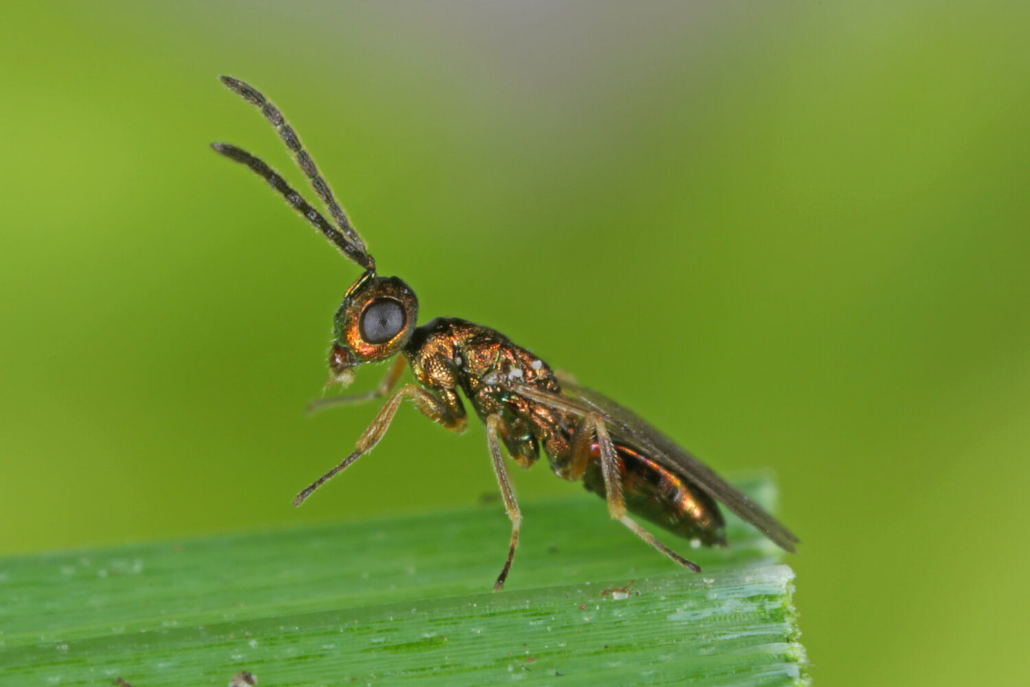 Identifying and controlling Indian meal moths - Plantura