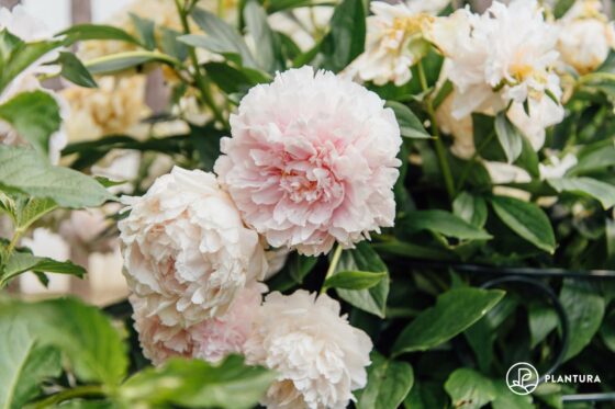 Peonies: all about planting, care & pruning