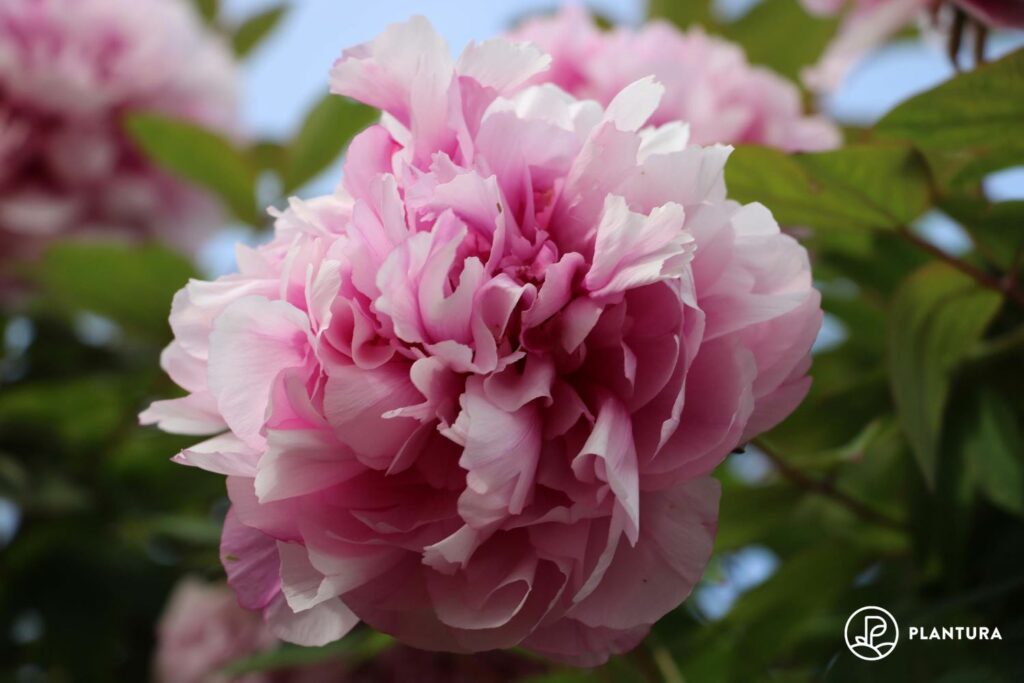 a pink peony bloom