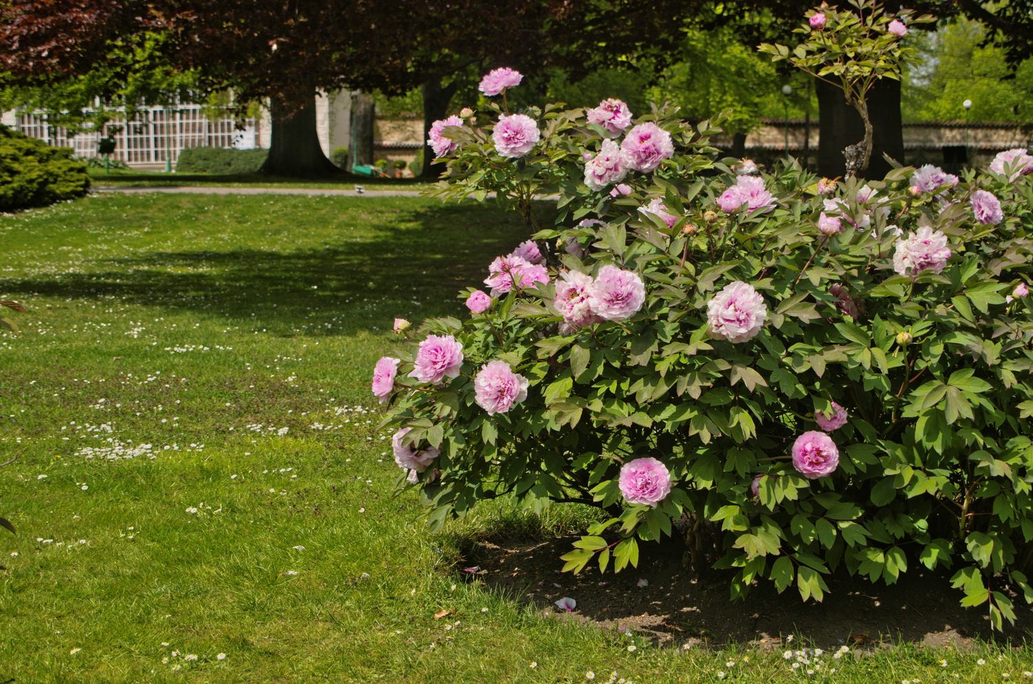 Types of peonies: the best peony varieties - Plantura