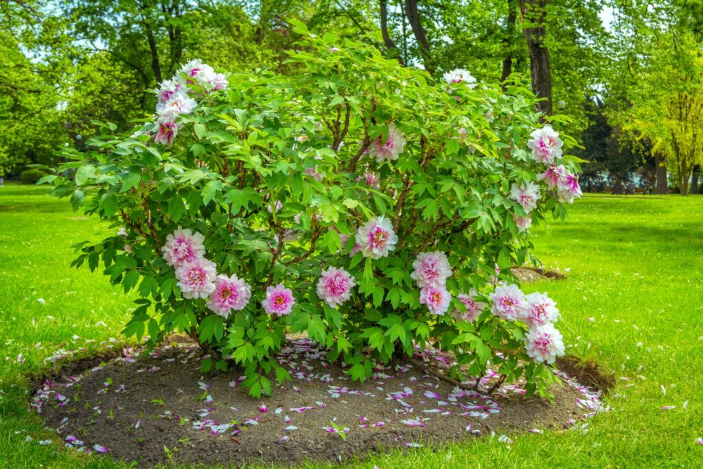 peony tree with pink flowers