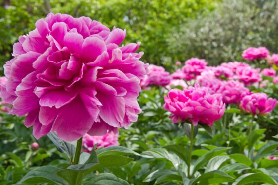 Types of peonies: the 40 best & most time-tested varieties (overview)