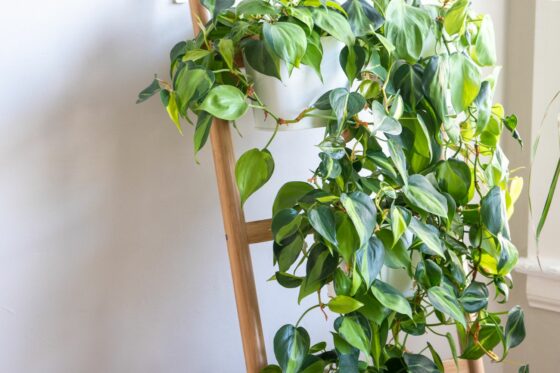 Types of Philodendron: the most beautiful varieties at a glance