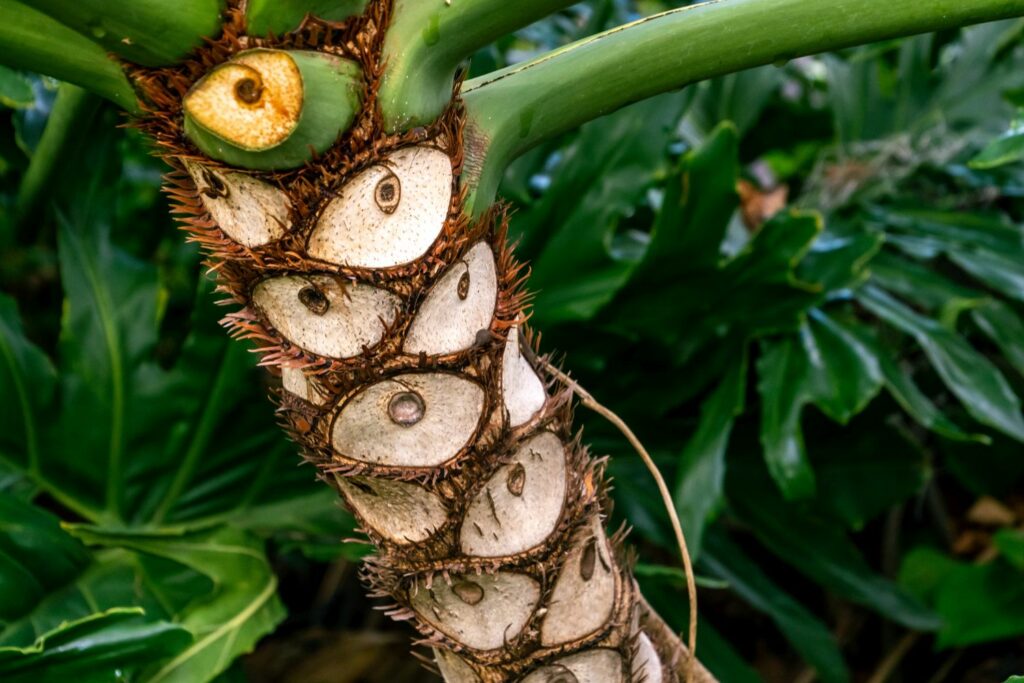 Close-up of Philodendron bipinnatifidum stem