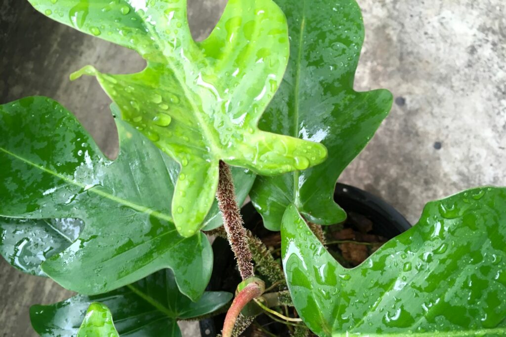 Philodendron squamiferum from above