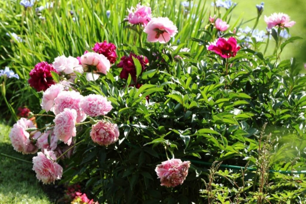 Pink peony plant in the garden