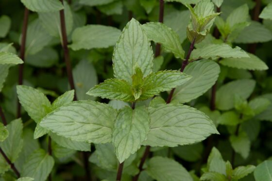 Planting peppermint: location, sowing & companion plants
