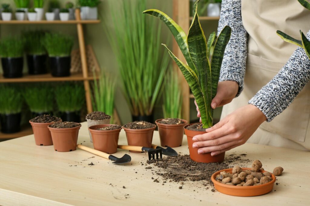 Repotting of the snake plant