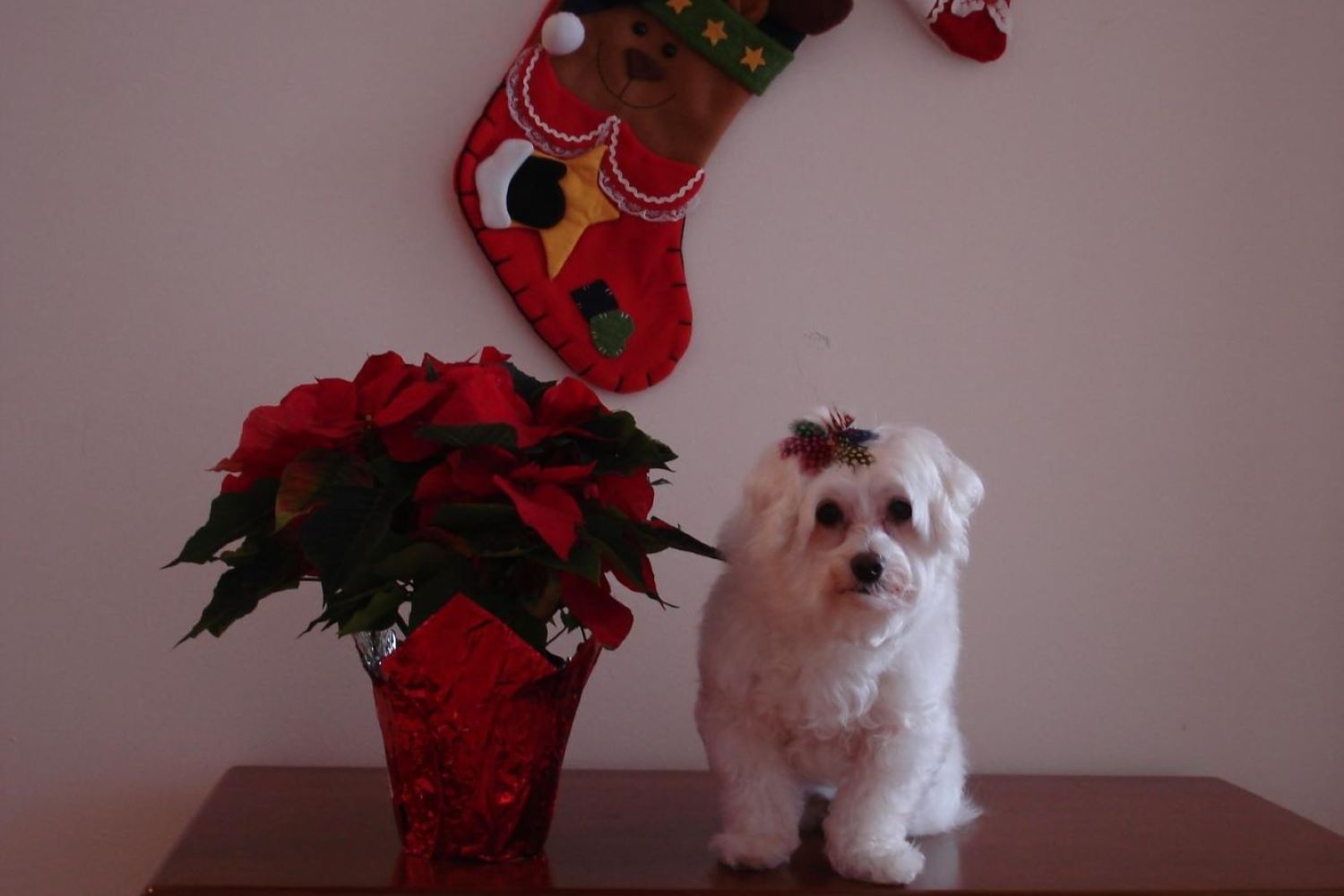 Poinsettia expert tips on cultivation & care Plantura