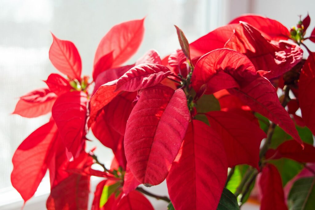 A red poinsettia plant