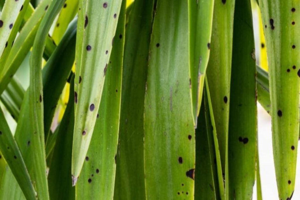 Black spots on the pony tail palm leaves