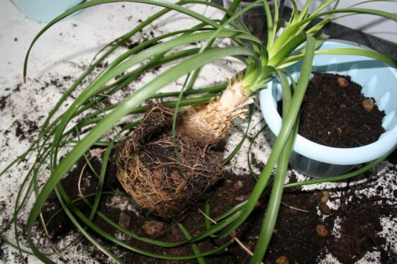 Ponytail palm care: how to avoid brown leaves