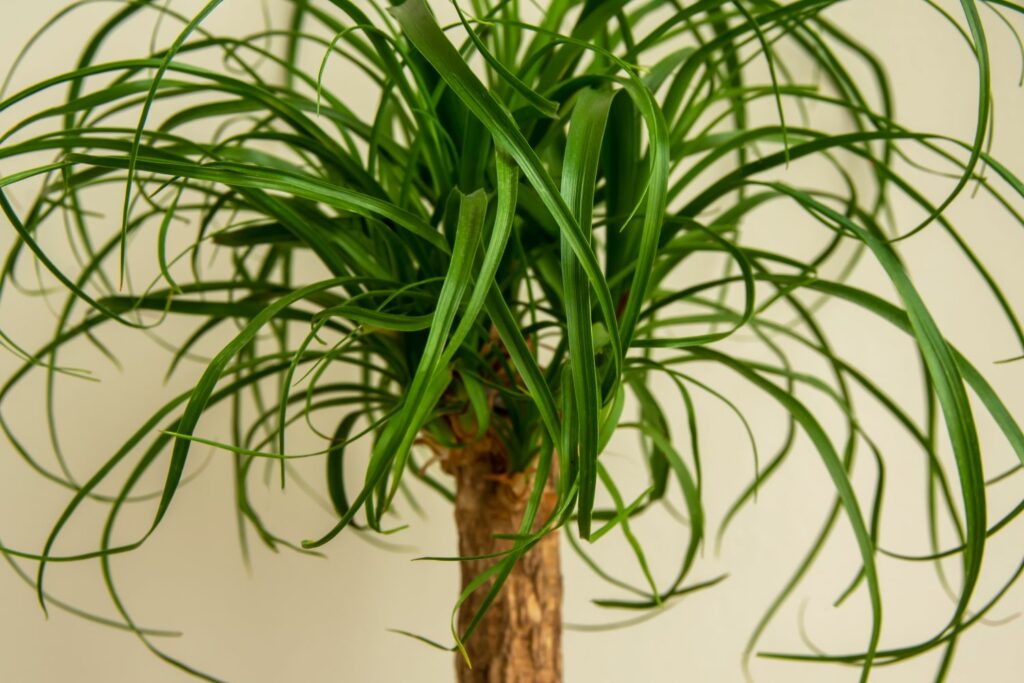 elephant's foot with lush leaves