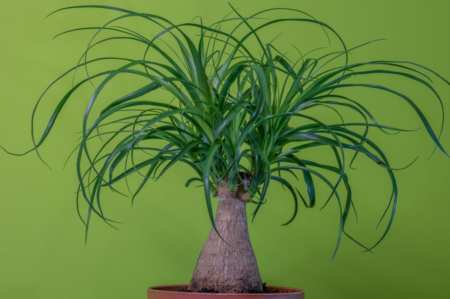 Beaucarnea Recurvata Nolina Ball Ponytail Palm