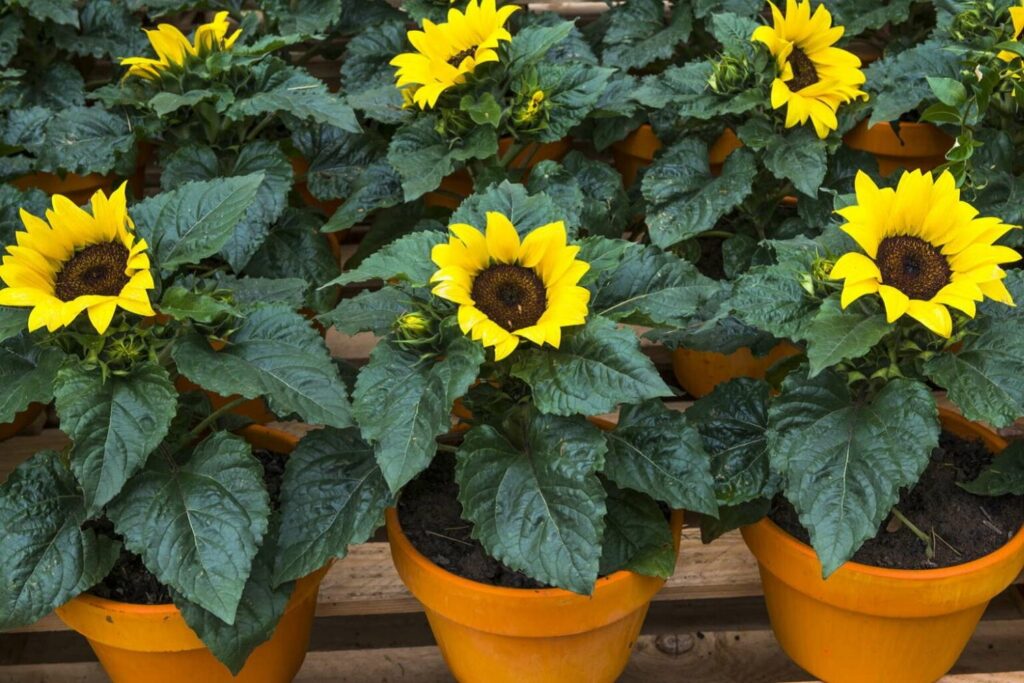 Pots of sunflowers in bloom