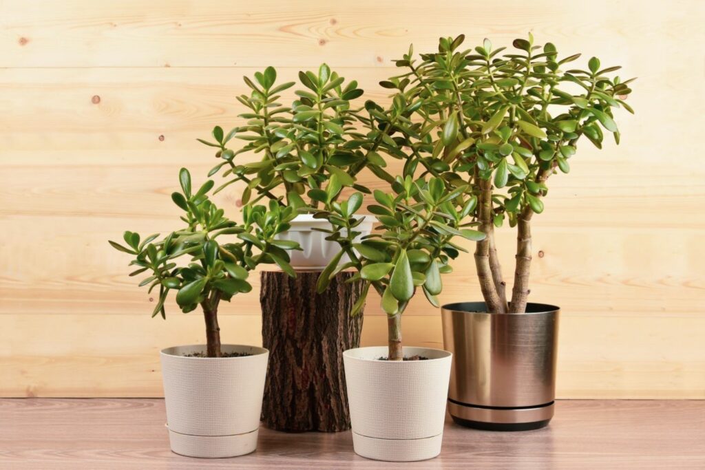 several potted money plants