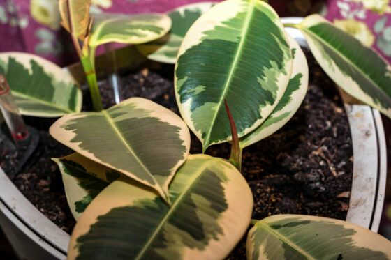 Propagating rubber plants: tips for propagation by cuttings & more