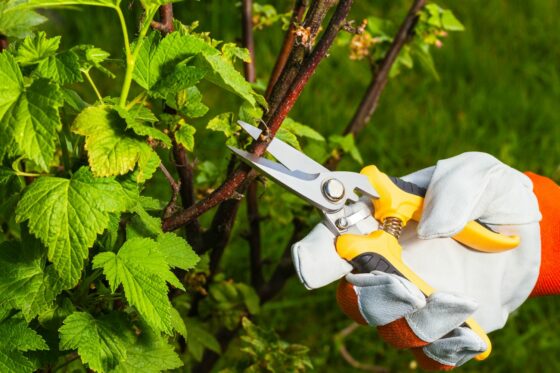 Pruning currants: professional instructions & tips