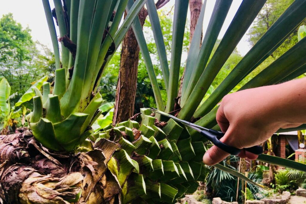 Cutting yucca palm back with scissors