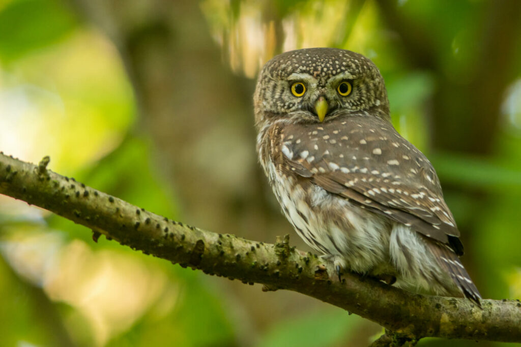 pygmy owl on a branch