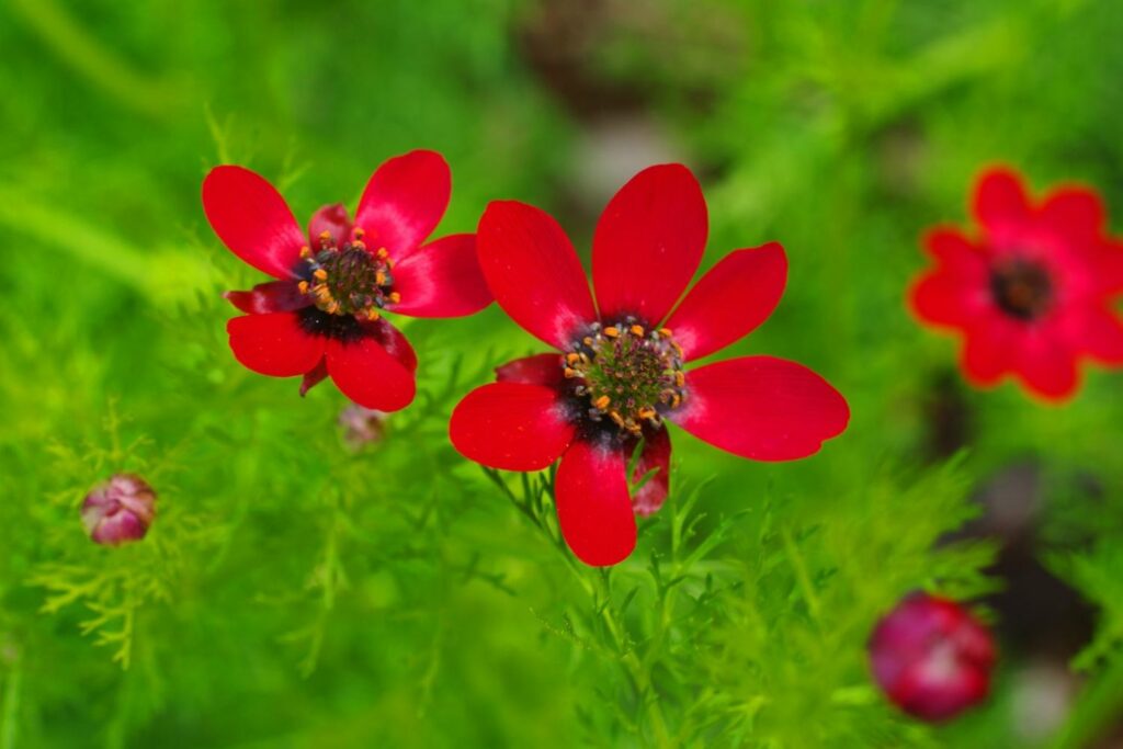 red autumn adonis flower
