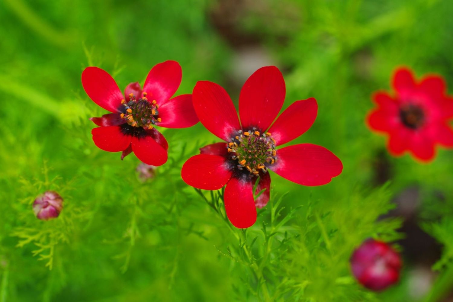 Adonis flower: flowering time, habitat & toxicity - Plantura