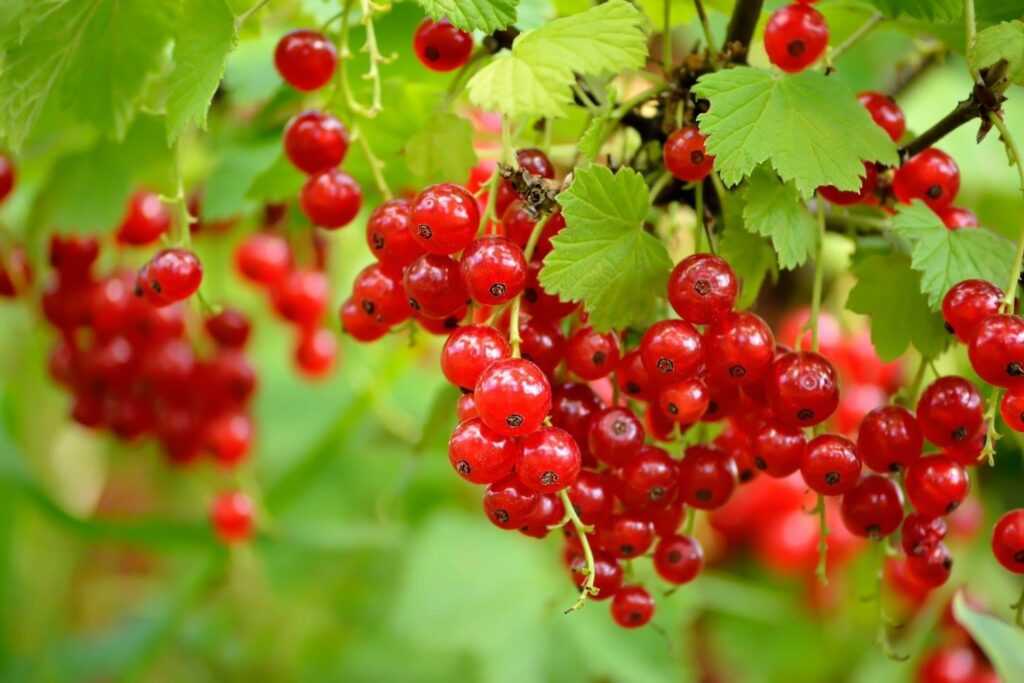 Bright red currants on the bush