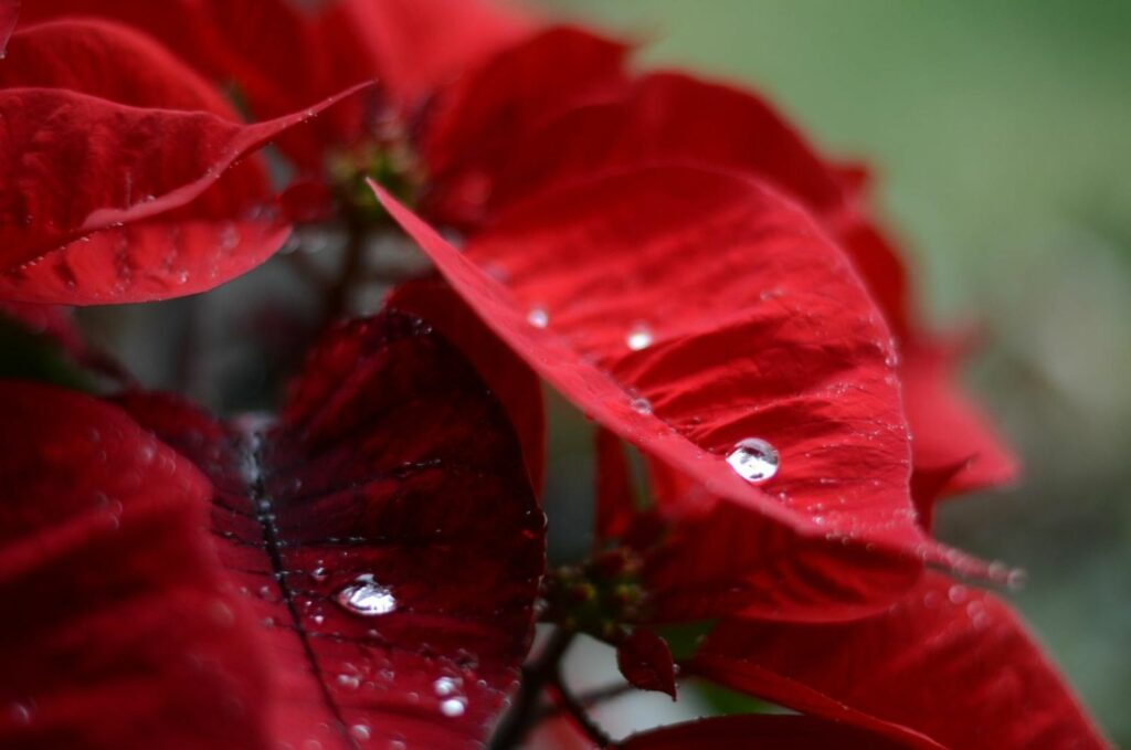 Water droplets on poinsettia flower petals