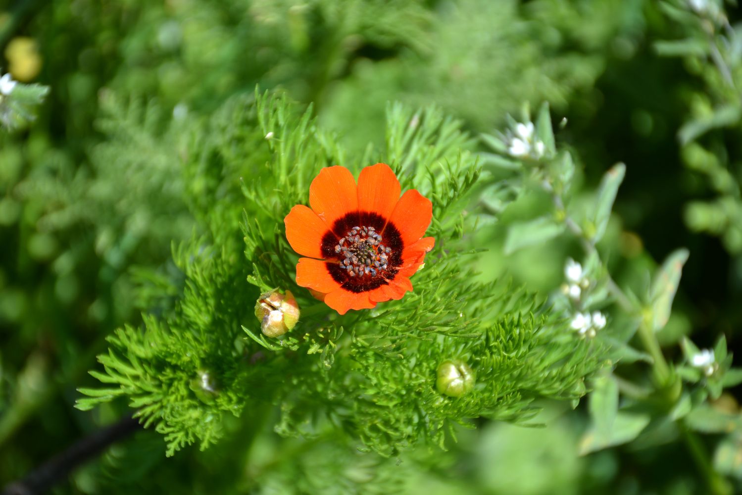 Adonis flower: flowering time, habitat & toxicity - Plantura