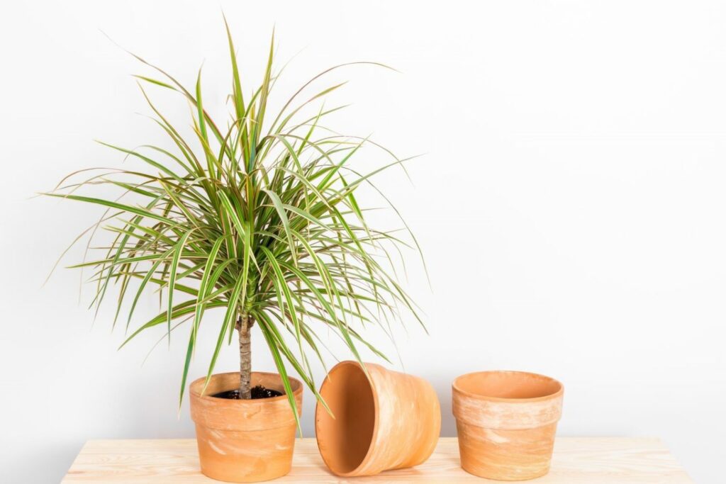Dracaena in pot next to two other pots