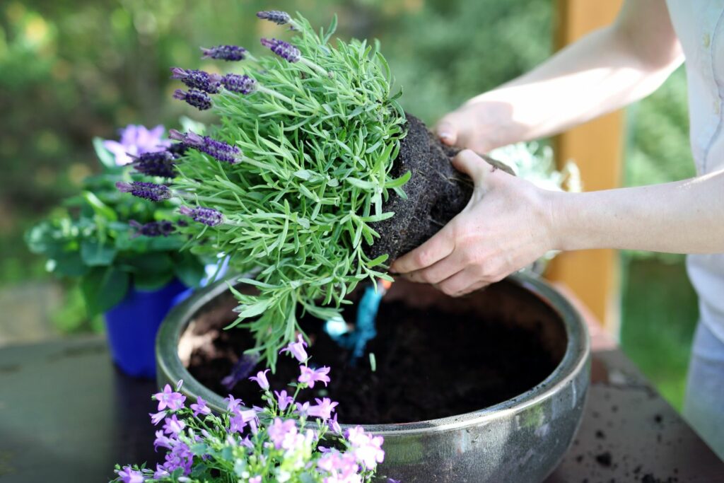 Lavender plant being repotted