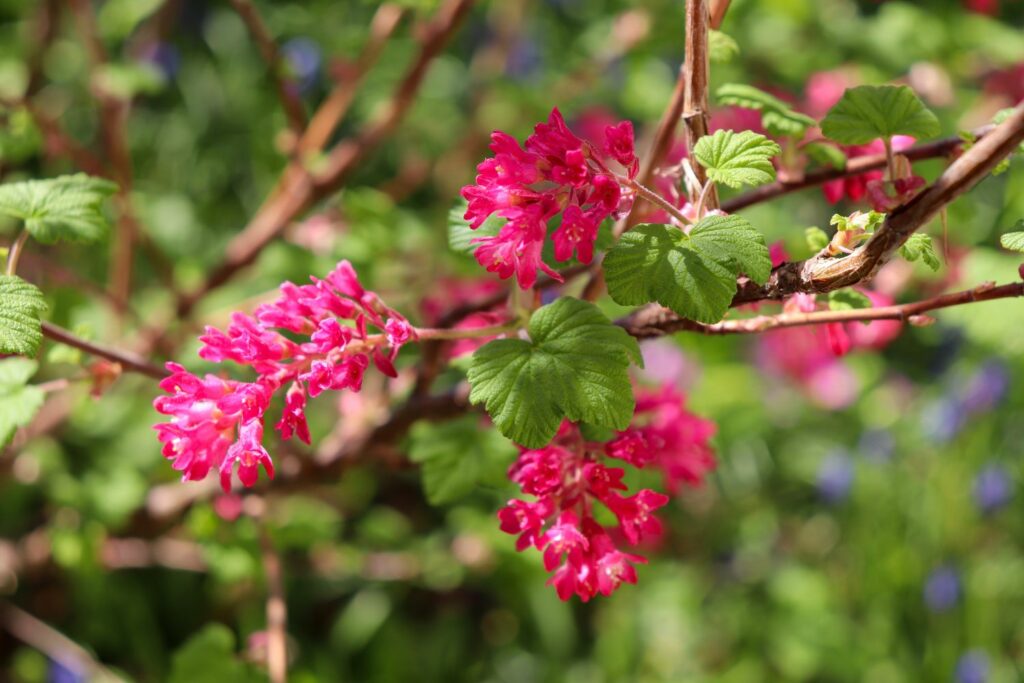 Bright pink flowering currant blossoms