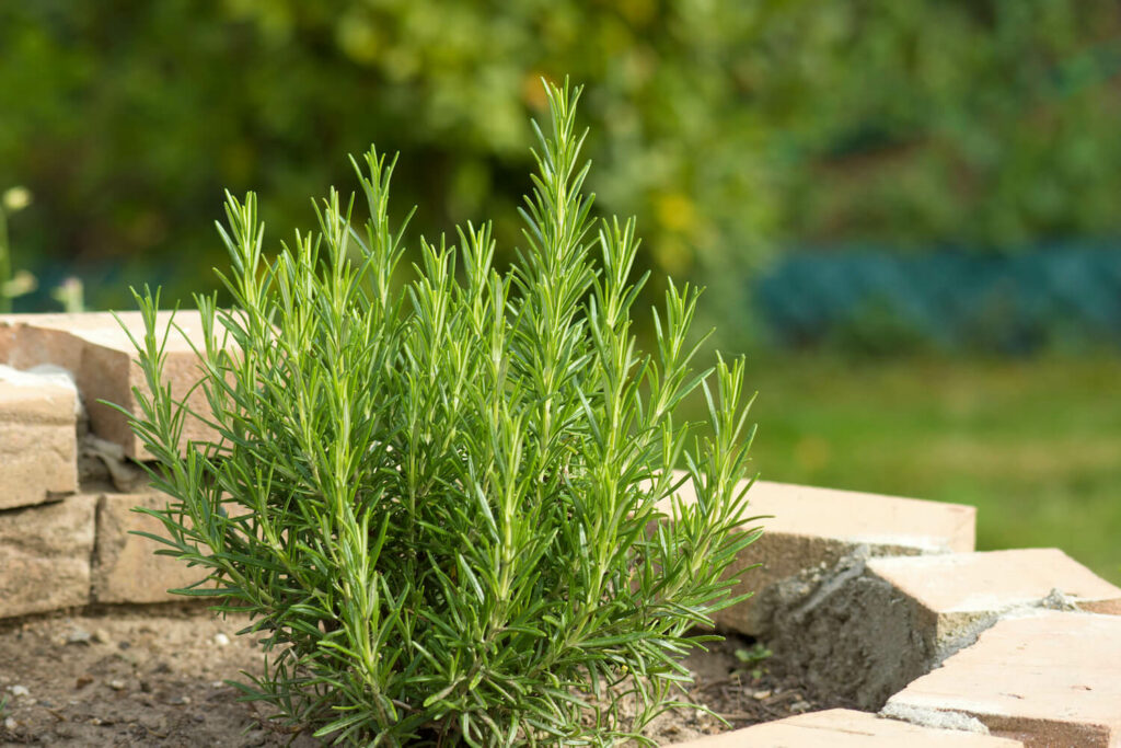 rosemary in an herb spiral